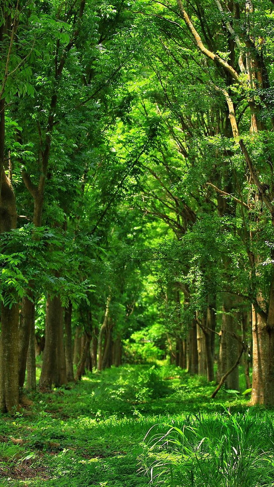 Sunlit Forest Path Lined With Tall Trees And Lush Green Undergrowth HD phone wallpaper