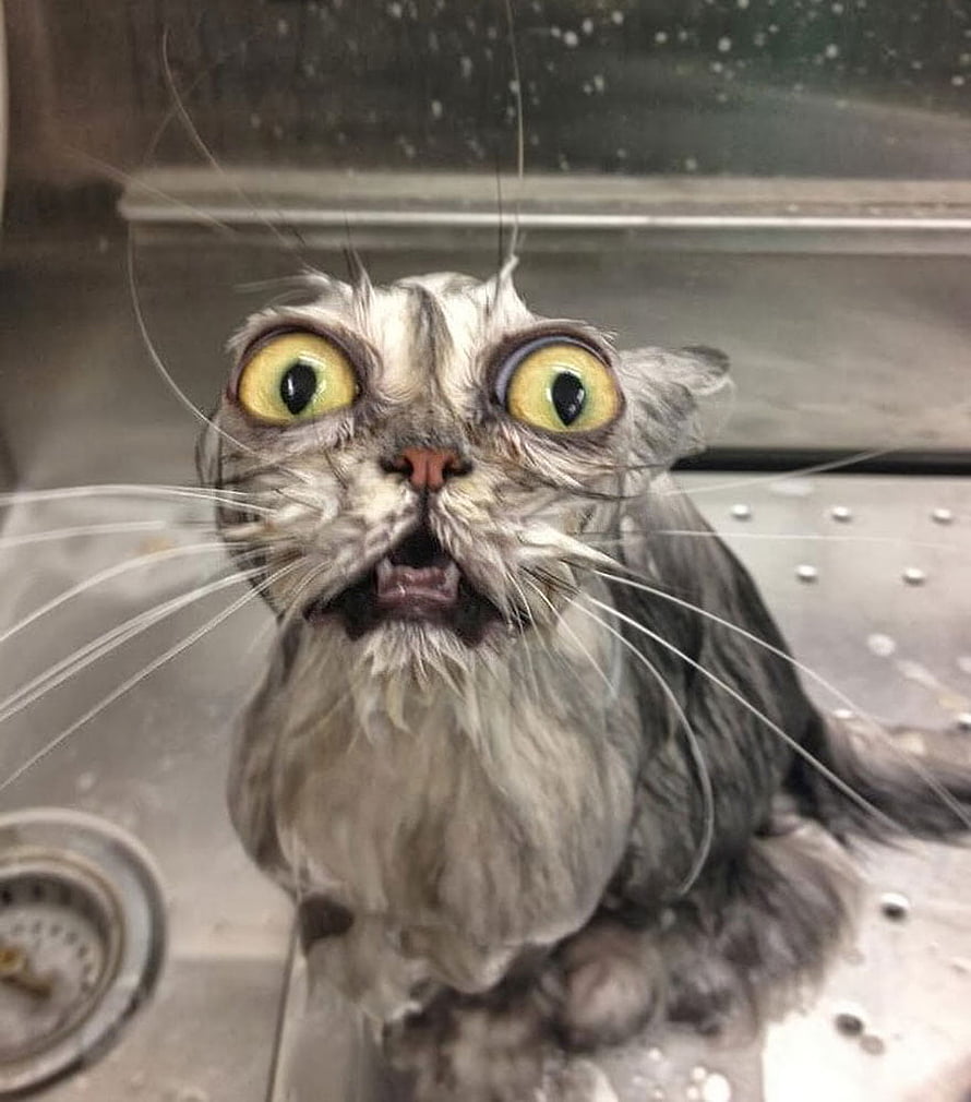 Funny Wet Cat With Wide Eyes And Open Mouth In A Metal Sink HD phone wallpaper