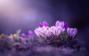 Violet Crocus Blooms in Soft Morning Mist with Shallow Depth of Field HD wallpaper