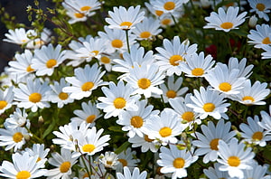 Vibrant cluster of white daisies with bright yellow centers blooming in a lush summer garden HD wallpaper