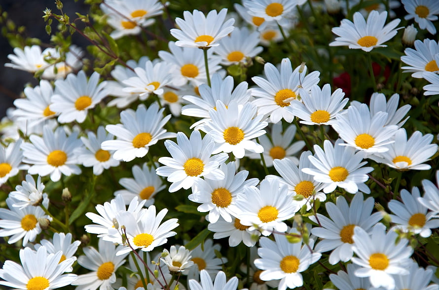 Vibrant cluster of white daisies with bright yellow centers blooming in a lush summer garden HD wallpaper