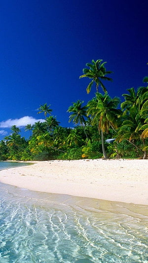 Tropical Beach with Palm Trees and Turquoise Water Under a Clear Blue Sky HD phone wallpaper