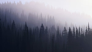 Misty Evergreen Forest Silhouettes in Soft Morning Fog HD wallpaper