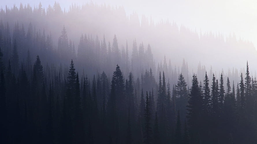 Misty Evergreen Forest Silhouettes in Soft Morning Fog HD wallpaper