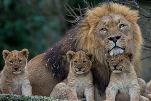 Majestic Male Lion With Three Cubs In A Natural Savanna Setting HD wallpaper