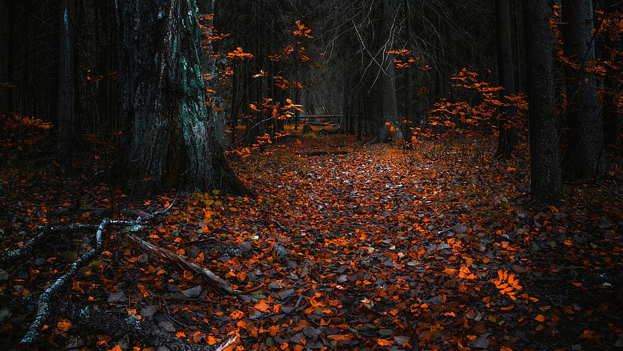 Dark Autumn Forest Path Lined With Vibrant Orange Leaves And Tall Trees HD wallpaper