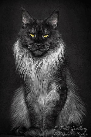 Majestic Black Maine Coon Cat Portrait with Striking Yellow Eyes HD phone wallpaper