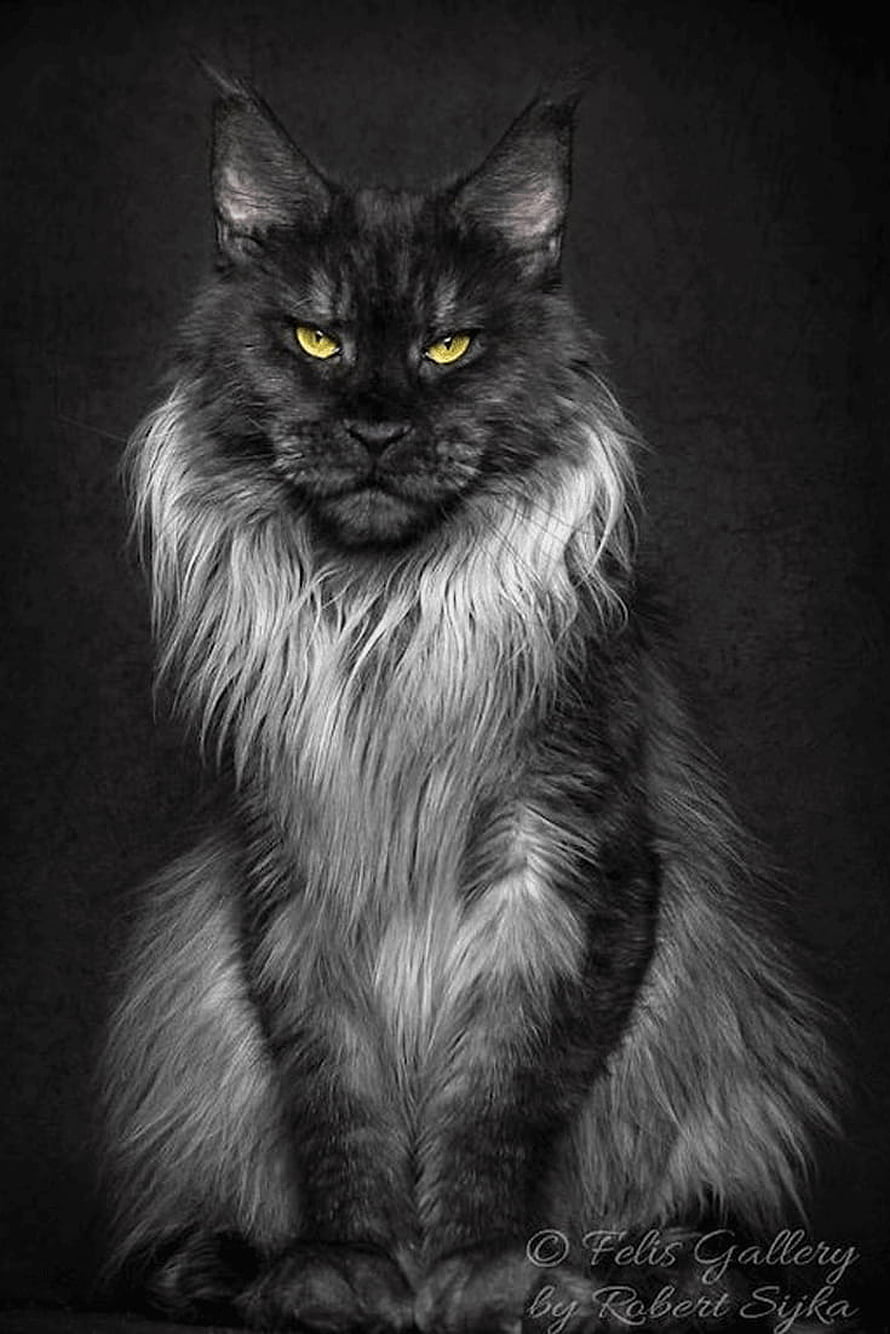 Majestic Black Maine Coon Cat Portrait with Striking Yellow Eyes HD phone wallpaper