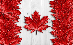 Vibrant Red Maple Leaves on White Wooden Plank Background HD wallpaper