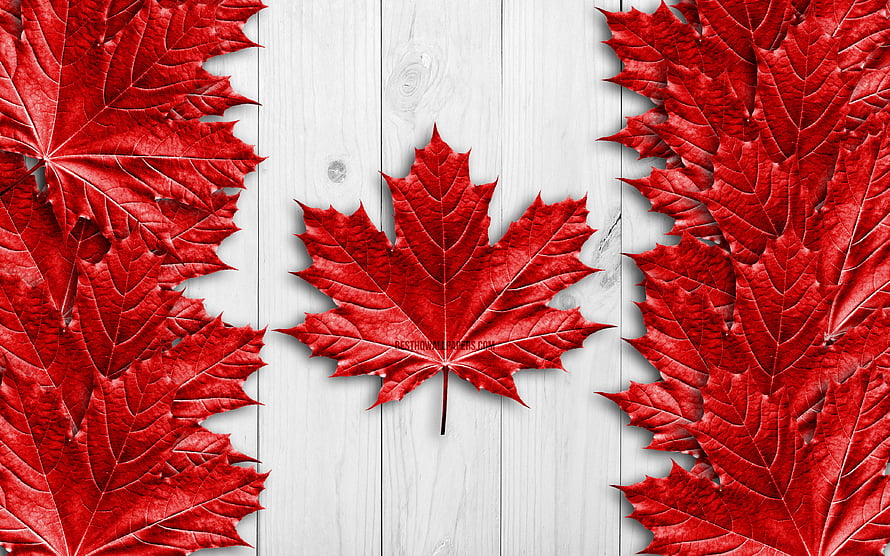 Vibrant Red Maple Leaves on White Wooden Plank Background HD wallpaper