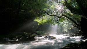 Sunbeams Piercing Through a Lush Forest Canopy Over a Flowing River HD wallpaper