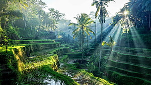 Sunlit Rice Terraces and Palm Trees in Ubud Bali HD wallpaper
