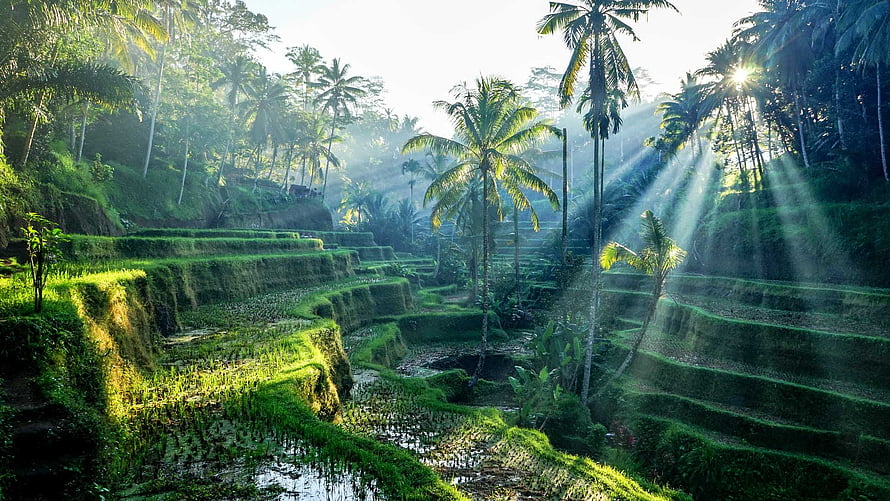Sunlit Rice Terraces and Palm Trees in Ubud Bali HD wallpaper
