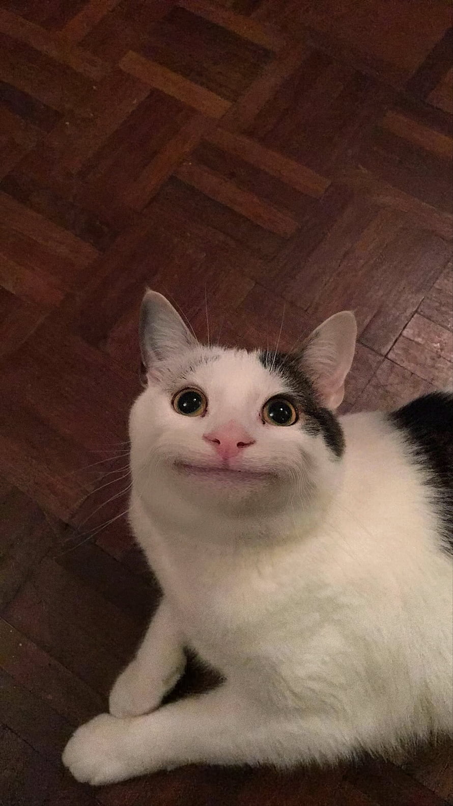 Polite Cat Beluga: White and Black Domestic Shorthair with a Smiling Expression on a Wooden Floor HD phone wallpaper