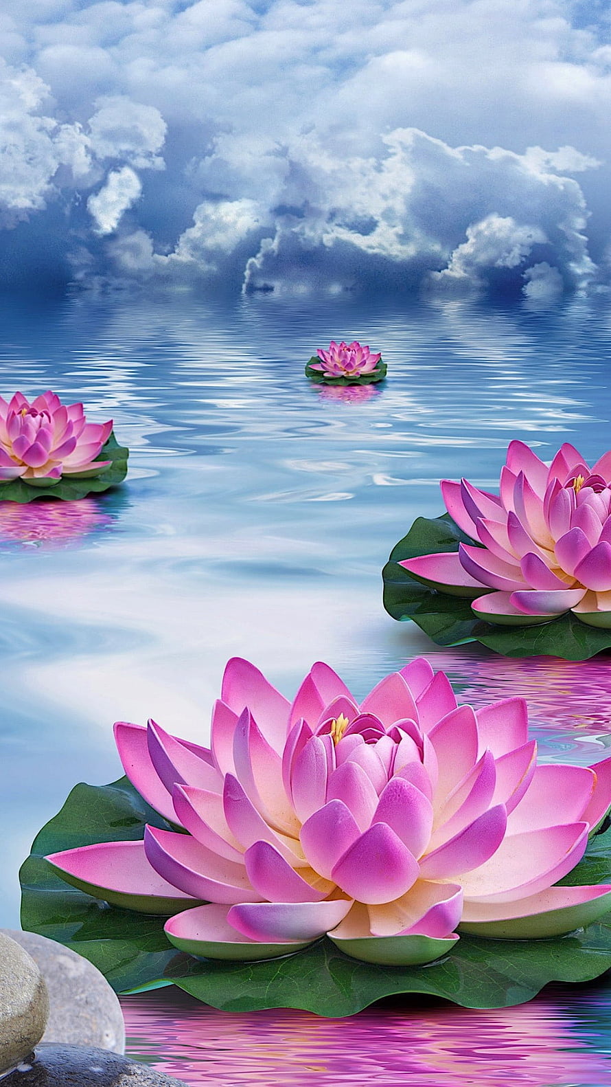 Pink Lotus Flowers Floating on a Calm Blue Lake Under a Cloudy Sky HD phone wallpaper