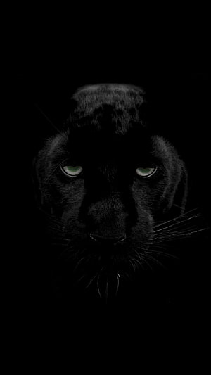 Black Panther Portrait in Darkness with Glowing Green Eyes HD phone wallpaper
