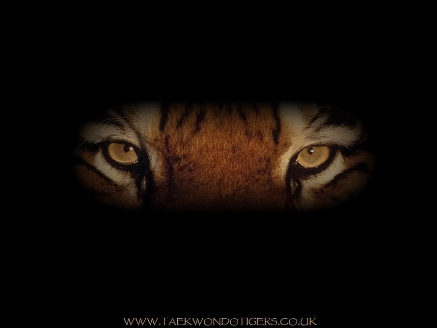 Close-up of a tiger's piercing amber eyes emerging from deep darkness HD wallpaper