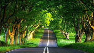 Serene Tree-Lined Country Road with Lush Green Canopy and Sunlit Path HD wallpaper