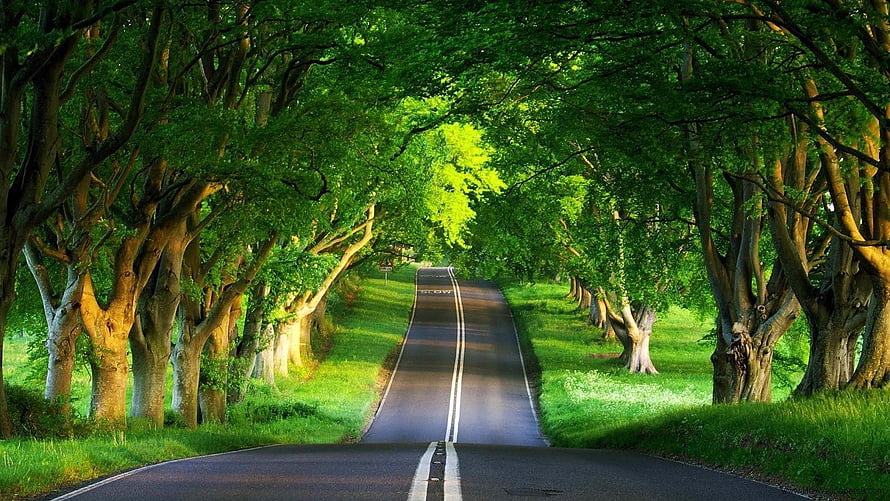 Serene Tree-Lined Country Road with Lush Green Canopy and Sunlit Path HD wallpaper