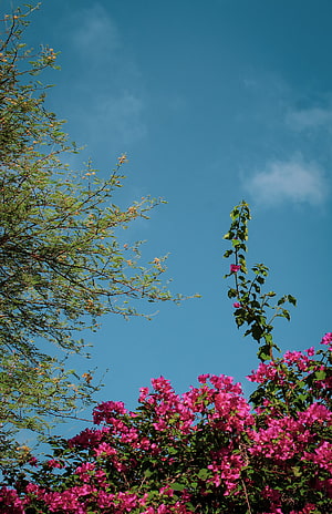 Vibrant Pink Bougainvillea Blooms Against a Clear Blue Sky with Green Foliage HD phone wallpaper