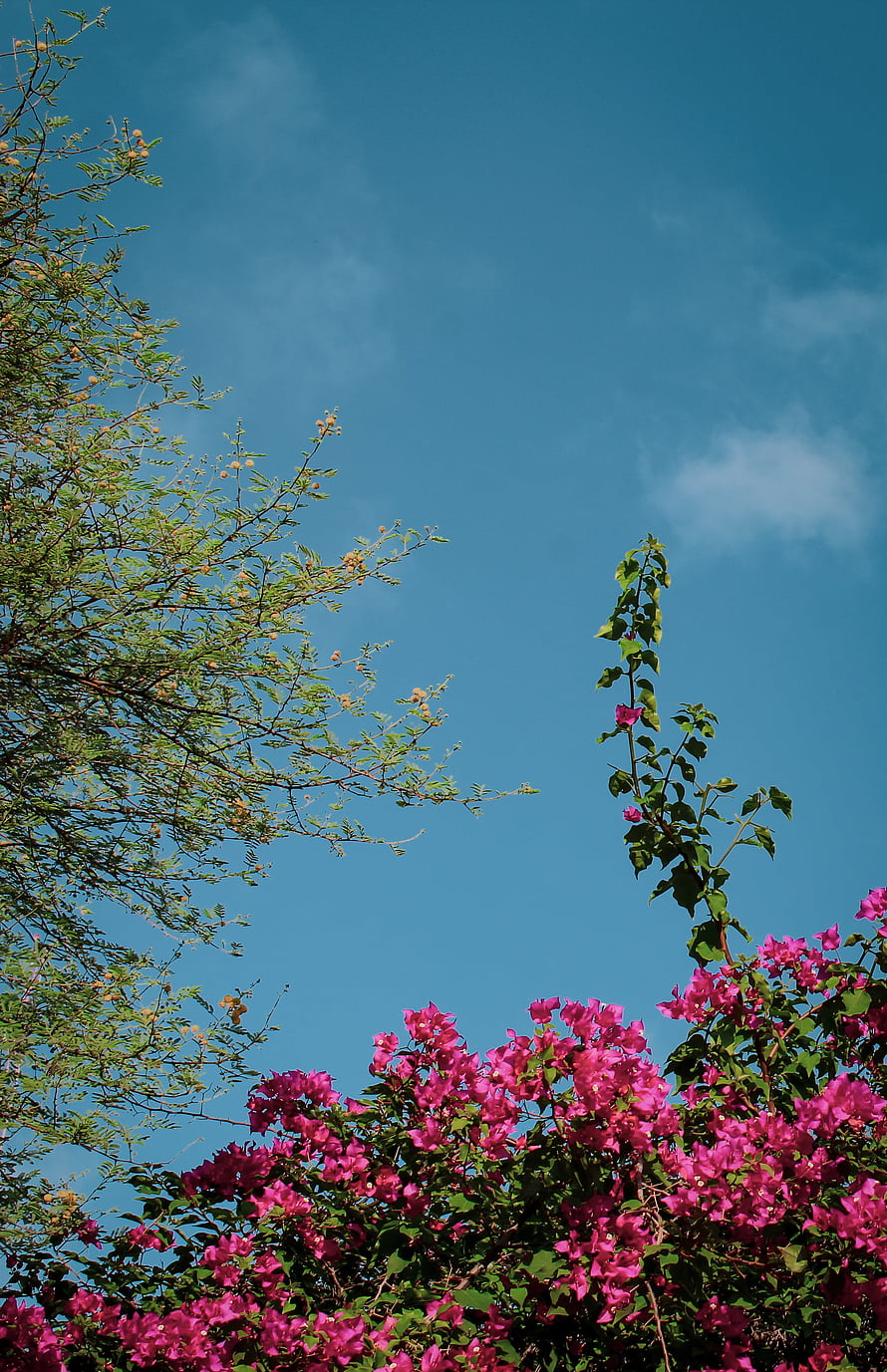 Vibrant Pink Bougainvillea Blooms Against a Clear Blue Sky with Green Foliage HD phone wallpaper