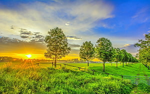 Golden sunset over a lush green pasture with a row of trees and a wire fence HD wallpaper