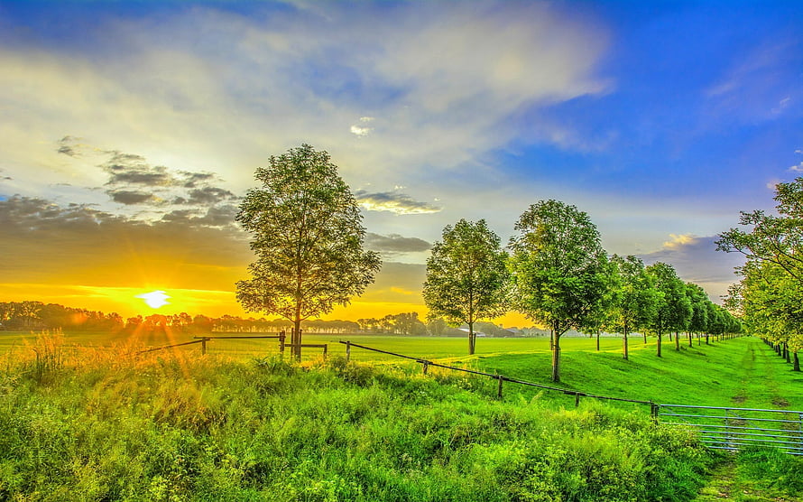 Golden sunset over a lush green pasture with a row of trees and a wire fence HD wallpaper