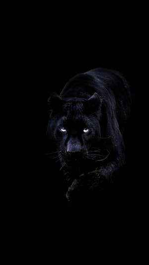 Black Panther Walking Through Darkness With Glowing Eyes HD phone wallpaper