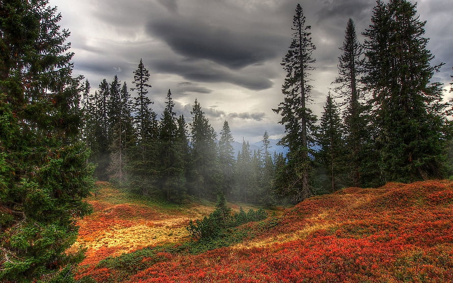 Misty Evergreen Forest with Vibrant Autumn Ground Cover Under Dramatic Stormy Skies HD wallpaper