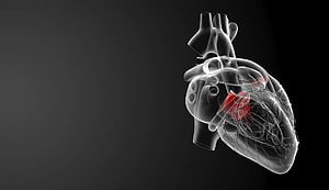 3D Anatomical Human Heart Model with Highlighted Valve on Dark Background HD wallpaper