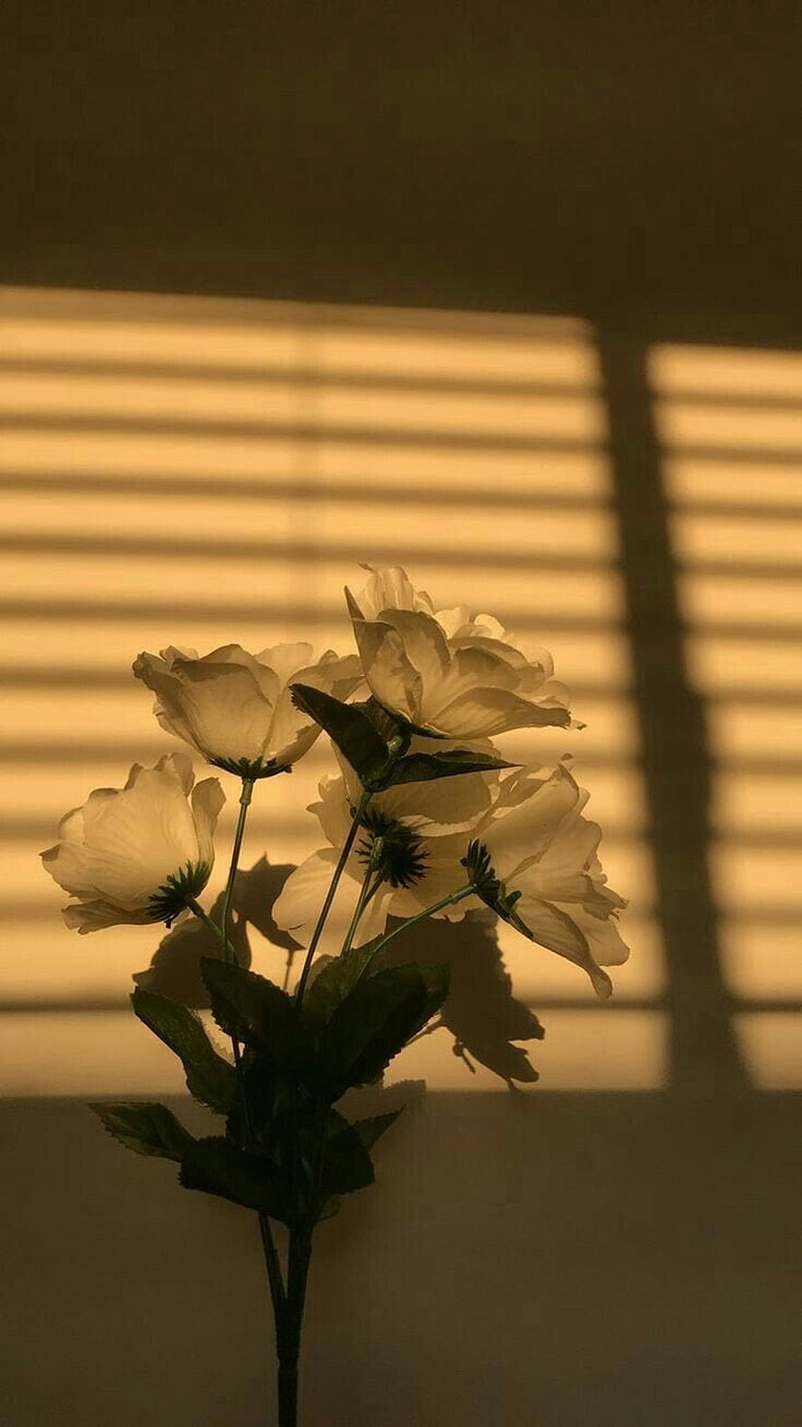 White Flowers in Warm Golden Light with Blinds Shadow on Wall HD phone wallpaper