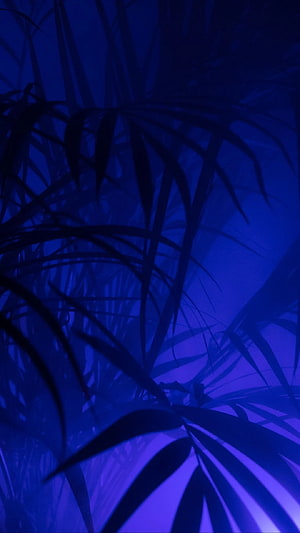 Dark Blue Tropical Palm Fronds Silhouette with Neon Purple Light Aesthetic HD phone wallpaper