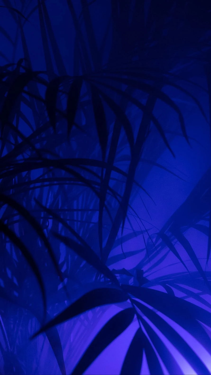 Dark Blue Tropical Palm Fronds Silhouette with Neon Purple Light Aesthetic HD phone wallpaper