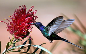 Iridescent Hummingbird Hovering to Feed on a Vibrant Red Grevillea Flower HD wallpaper