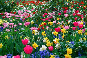 Vibrant Spring Meadow Bursting With Colorful Tulips, Daffodils, And Hyacinths HD wallpaper