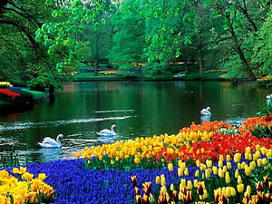 Serene Park Pond With Swimming Swans And Vibrant Tulip Beds HD wallpaper