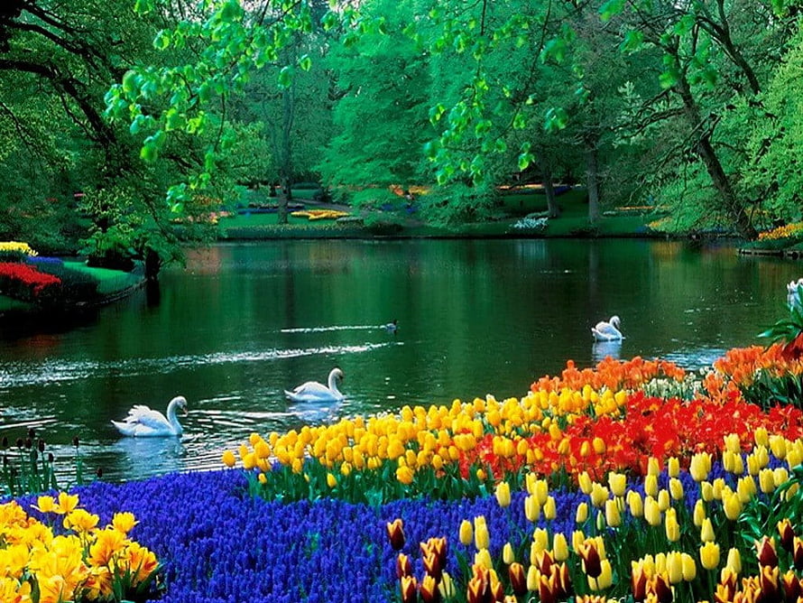 Serene Park Pond With Swimming Swans And Vibrant Tulip Beds HD wallpaper