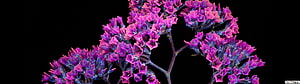 Vibrant Purple Crocus Flower Clusters Against a Deep Black Background HD wallpaper