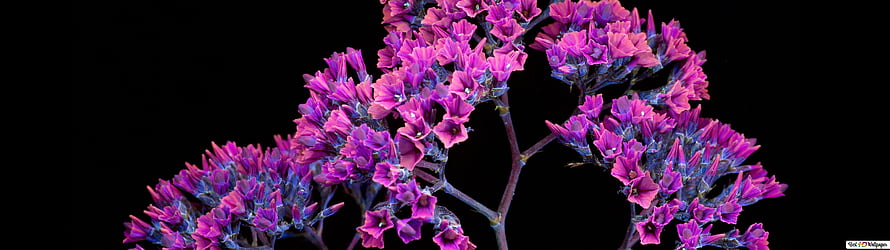 Vibrant Purple Crocus Flower Clusters Against a Deep Black Background HD wallpaper