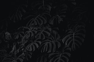 Dark Monstera Leaves Black and White Tropical Botanical Pattern HD wallpaper
