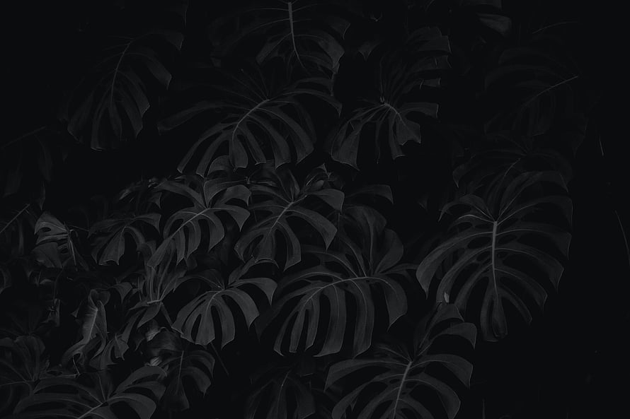 Dark Monstera Leaves Black and White Tropical Botanical Pattern HD wallpaper