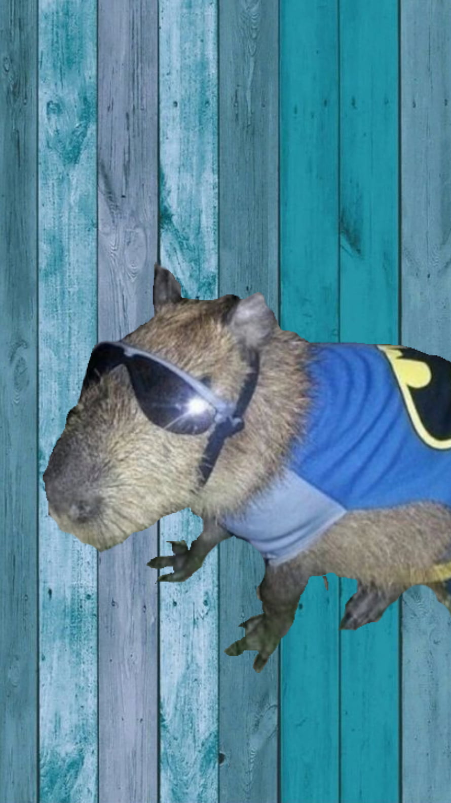 Capybara Wearing Sunglasses and Blue Jersey Against Teal Wood Panel Background HD phone wallpaper
