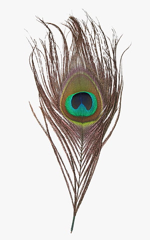 Single Peacock Feather with Iridescent Eye Pattern on White Background HD phone wallpaper