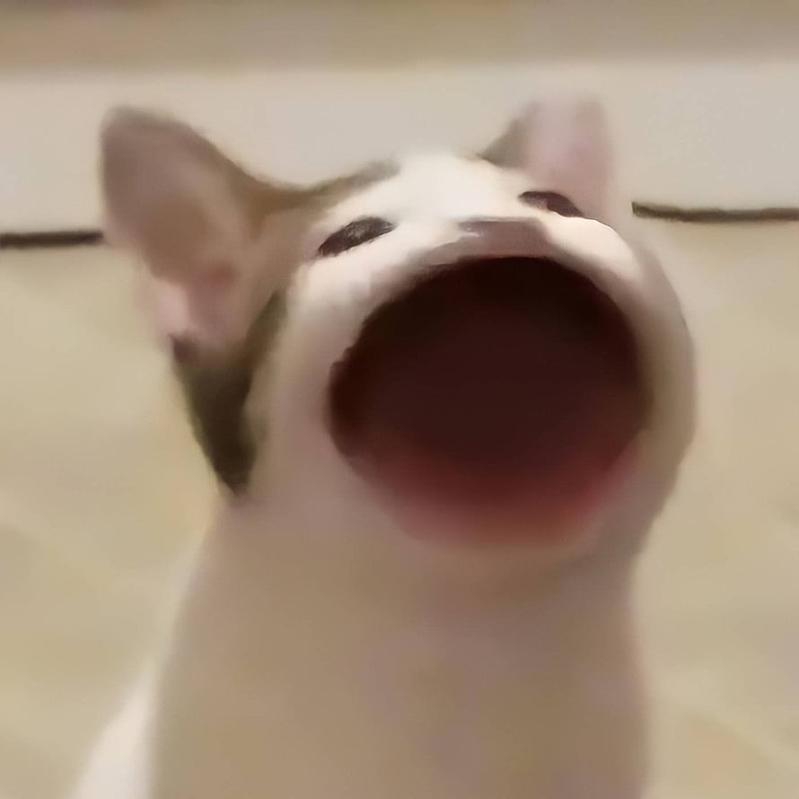 Popcat Meme Cat With Wide Open Mouth In Close Up HD phone wallpaper