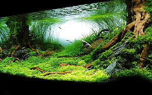 Lush Japanese-style planted aquarium with driftwood, moss, and aquatic plants HD wallpaper
