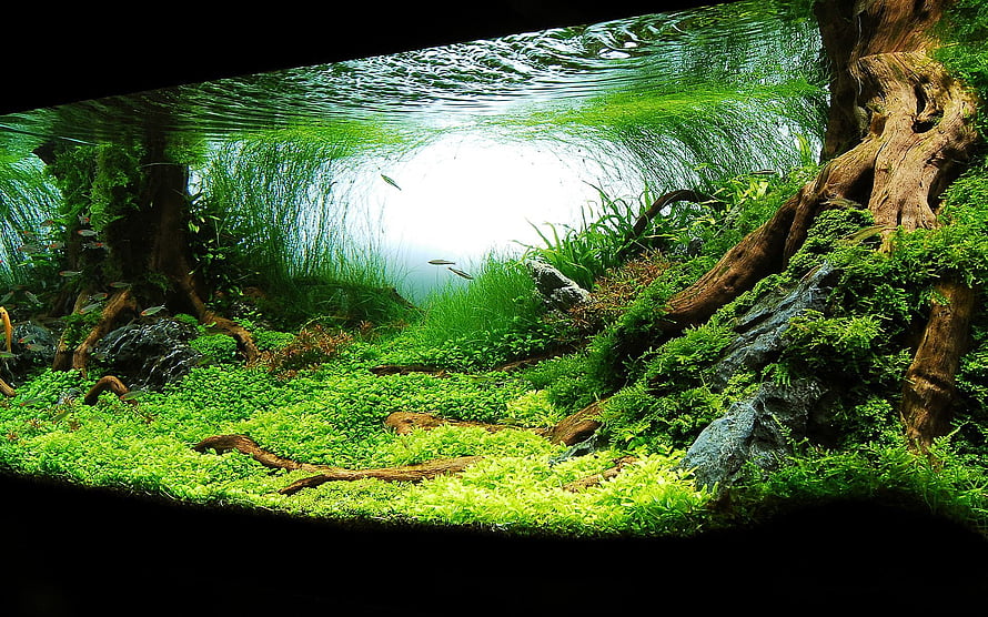 Lush Japanese-style planted aquarium with driftwood, moss, and aquatic plants HD wallpaper
