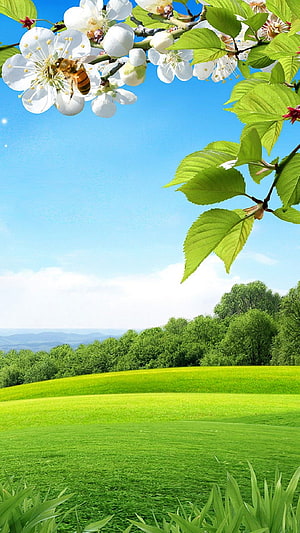 Spring Blossom Branch With Bee Over Lush Green Meadow And Blue Sky HD phone wallpaper