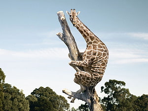 Giraffe Climbing a Dead Tree Trunk in a Natural Savanna Landscape HD wallpaper