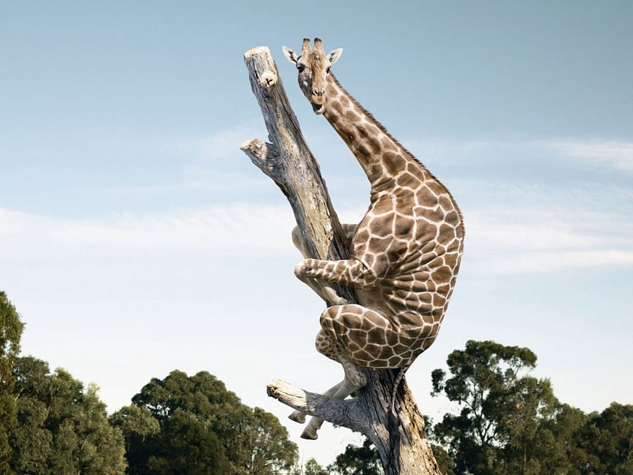 Giraffe Climbing a Dead Tree Trunk in a Natural Savanna Landscape HD wallpaper