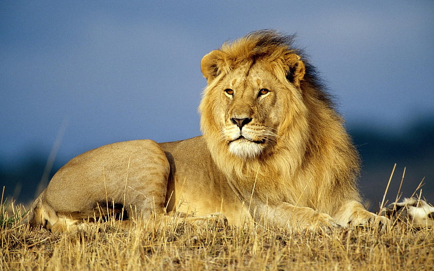 Majestic Male Lion Resting in Golden Savanna Grass Under a Clear Blue Sky HD wallpaper